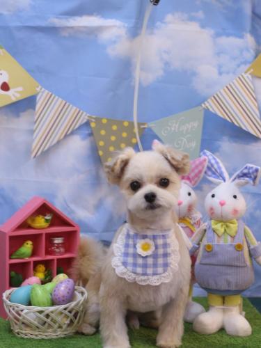 20240301だんごくん